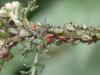 Macrosiphoniella millefolii